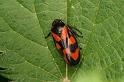 Cercopsis_vulnerata_D4961_Z_90_Les Gris_Frankrijk